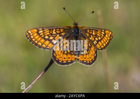 Goldener Fritillary (Euphydryas aurinia) Stockfoto