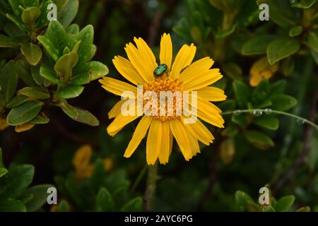 Arnika, Fluch des Leoparden, Fluch des Wolfes, Berg Arnika, Stockfoto