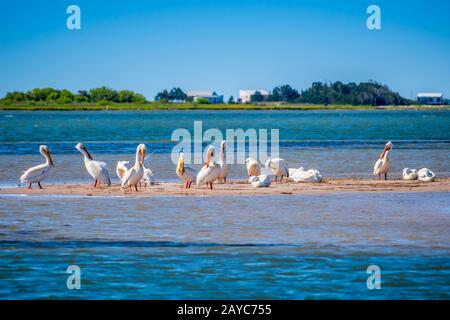 Eine Gruppe von amerikanischen Weiße Pelikane ruhen Um in Padre Island NS, Texas Stockfoto