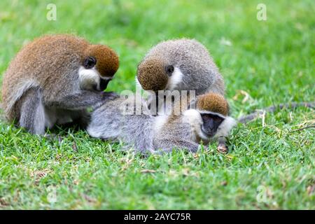 Meerkatze familyin Awasa, Äthiopien Stockfoto