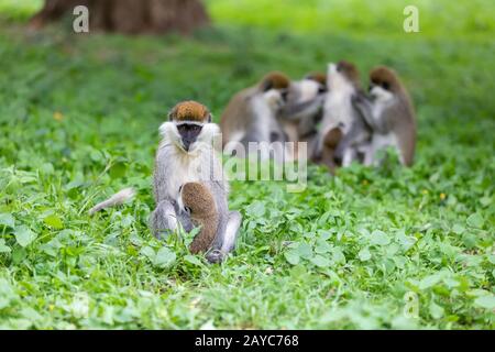 Meerkatze familyin Awasa, Äthiopien Stockfoto