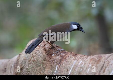 Der Schwarzkehlige Lauchingthrush (Pterorhinus chinensis) ist eine Vogelart in der Familie Leiothrichiiden. Stockfoto