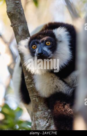 Schwarz-weiß, ruffiger Lemur, madagassische Tierwelt Stockfoto