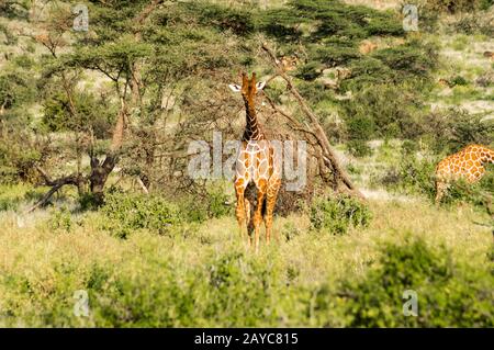 Giraffe, die den Weg im Samburu Park überquert Stockfoto