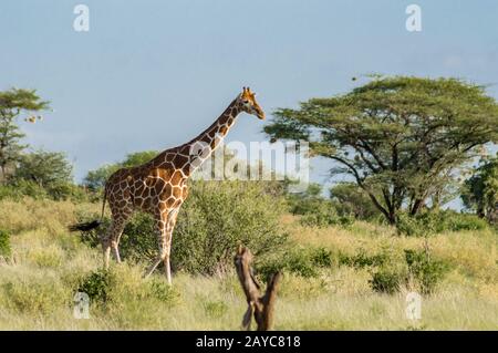 Giraffe, die den Weg im Samburu Park überquert Stockfoto