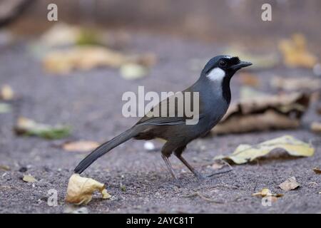 Der Schwarzkehlige Lauchingthrush (Pterorhinus chinensis) ist eine Vogelart in der Familie Leiothrichiiden. Stockfoto