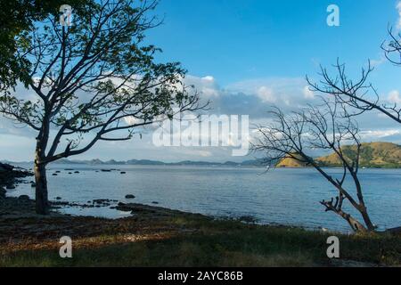 Bäume am Strand von Kelor Island, einer einsamen Insel, etwa 10 Kilometer von Labuan Bajo, Flores und in der Nähe von Komodo Island, Komodo National Park Stockfoto