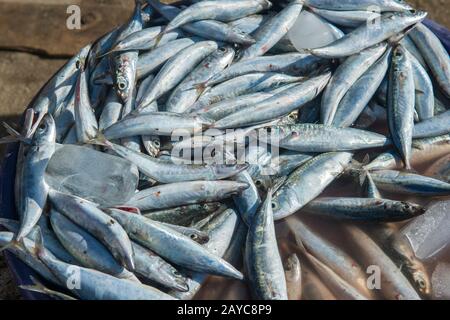 Eine Marktszene mit frischem Fisch zum Verkauf auf dem Markt in Labuan Bajo, einer Fischerstadt am westlichen Ende der großen Insel Flores in der N Stockfoto