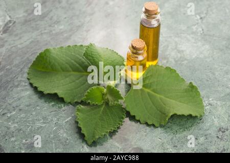 Plectranthus amboinikus mit Öl. Mexikanische Minze oder Tiger-Ohrenpflanze Stockfoto