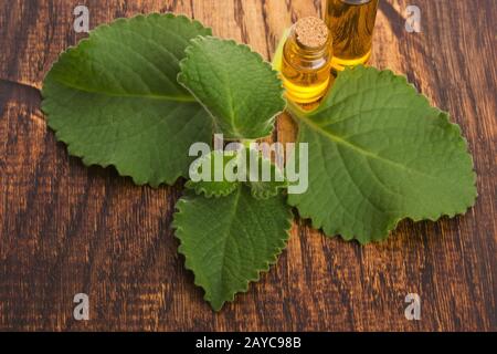 Plectranthus amboinikus mit Öl. Mexikanische Minze oder Tiger-Ohrenpflanze Stockfoto