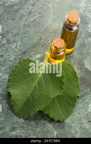 Plectranthus amboinikus mit Öl. Mexikanische Minze oder Tiger-Ohrenpflanze Stockfoto