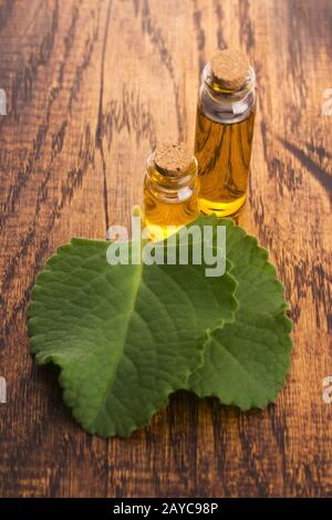 Plectranthus amboinikus mit Öl. Mexikanische Minze oder Tiger-Ohrenpflanze Stockfoto