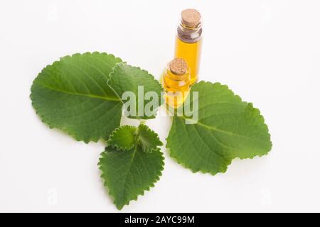 Plectranthus amboinikus mit Öl. Mexikanische Minze oder Tiger-Ohrenpflanze Stockfoto