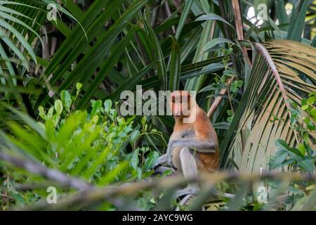 Ein Proboscis-Affe (Nasalis larvatus) oder Langnasenaffe sitzt in einem Baum entlang des Schwarzen Flusses bei Balikpapan auf Kalimantan, Indonesien. Stockfoto