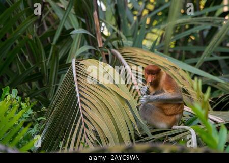 Ein Proboscis-Affe (Nasalis larvatus) oder Langnasenaffe sitzt in einem Baum entlang des Schwarzen Flusses bei Balikpapan auf Kalimantan, Indonesien. Stockfoto