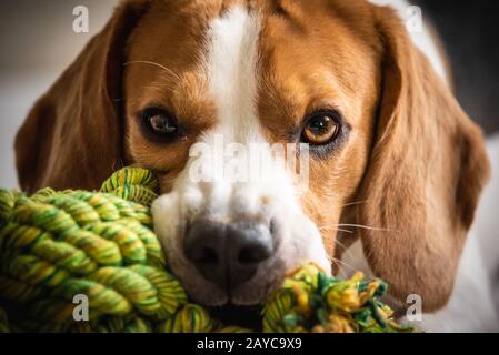 Beagle-Hund beißt und kaut auf Seilknotentoy Stockfoto