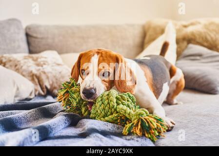 Beagle kaute ein Seilspielzeug auf dem Sofa. Stockfoto