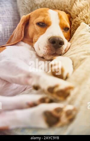 Beagle-Hund müde schlafen auf der Couch Stockfoto