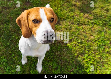 Niedlicher Beagle-Hund im Park auf grünem Gras Stockfoto