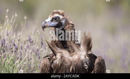 Mönch Geier oder eurasischer schwarzer Geier, Aegypius monachus Stockfoto