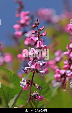 Judas Baum Blumen (Cercis siliquastrum) Stockfoto