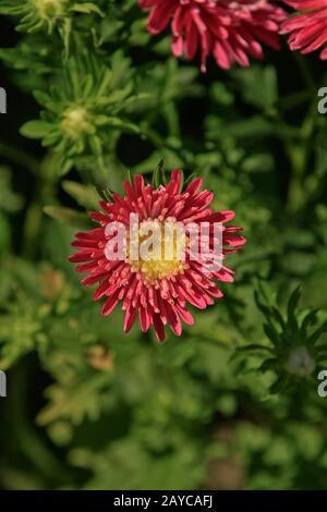 Paar schöne rosa Chrysanthemen Blumen Stockfoto