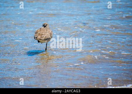 Ein willet Vogel in Padre Island NS, Texas Stockfoto