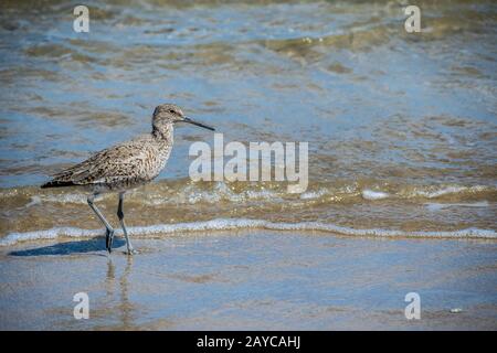 Ein willet Vogel in Padre Island NS, Texas Stockfoto