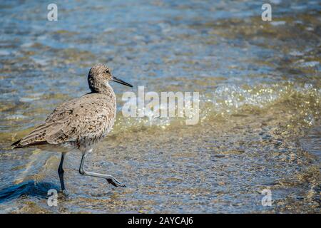 Ein willet Vogel in Padre Island NS, Texas Stockfoto