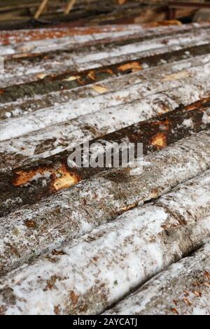 Verschneite Protokolle liegen in Reihe am Sägewerk Stockfoto