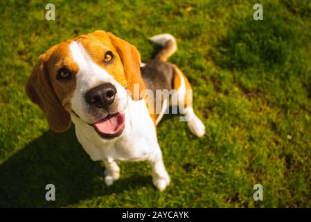 Pfiffige, niedliche Beagle-Hunde im Park auf grünem Gras. Stockfoto