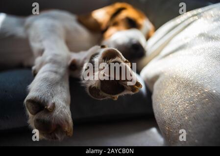 Beagle-Hund schläft zu Hause auf der Couch Stockfoto