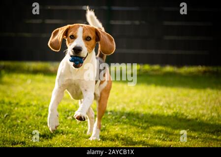Beagle-Hund mit Ball auf grüner Wiese im Frühjahr, Sommer läuft auf Kamera mit Ball zu Stockfoto