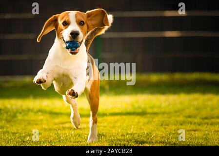 Beagle-Hund mit Ball auf grüner Wiese im Frühjahr, Sommer läuft auf Kamera mit Ball zu Stockfoto