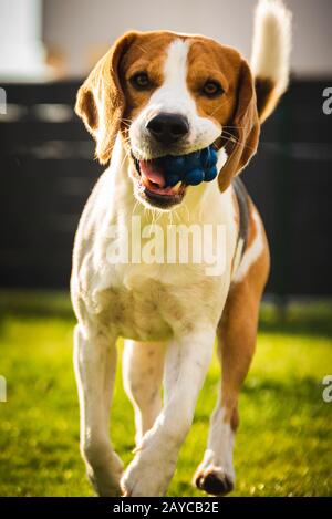 Beagle-Hund mit Ball auf grüner Wiese im Frühjahr, Sommer läuft auf Kamera mit Ball zu Stockfoto