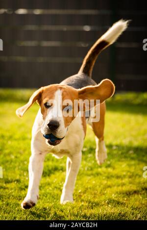 Beagle-Hund mit Ball auf grüner Wiese im Frühjahr, Sommer läuft auf Kamera mit Ball zu Stockfoto