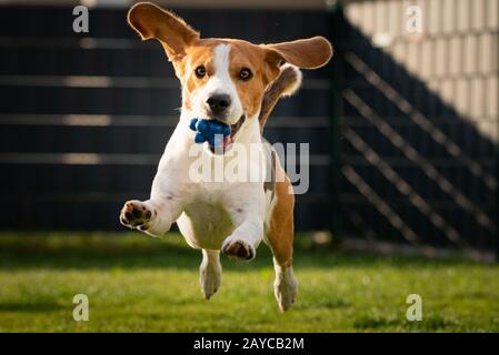 Beagle-Hund mit Ball auf grüner Wiese im Frühjahr, Sommer läuft auf Kamera mit Ball zu Stockfoto