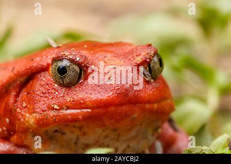 Große rote Tomatfrösche, madagassische Wildtiere Stockfoto