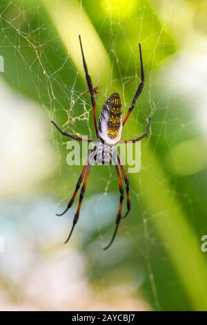 Goldener Seide orb-Weber auf net Madagascar Wildlife Stockfoto