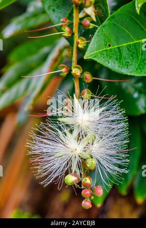 Thilachium angustifolium Wild Chroma Blume Madagaskar Stockfoto