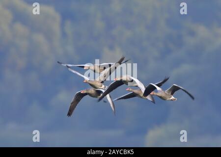 Graugaense im Flug Stockfoto