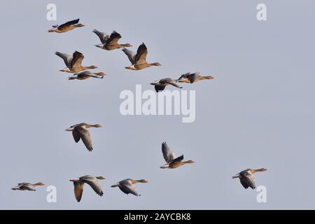 Graugaense im Flug Stockfoto