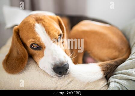 Süßer Beagle-Hund, der sich auf dem Sofa auf Kissen entspannen kann Stockfoto