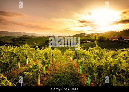 Weinberge in Slowenien nahe der Grenze zu Österreich südsteirer. Stockfoto