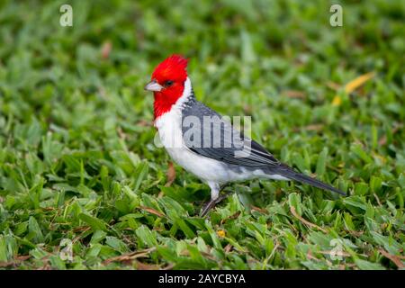 Ein kardinaler Kardinal (Paroaria coronata), ein einführter Singvogel, auf der hawaiianischen Insel Kauai, Hawaii, USA. Stockfoto