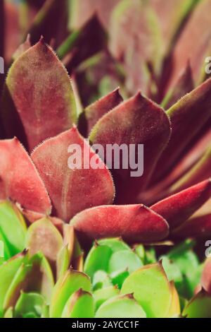 Gemeinsame hauswurz (sempervivum tectorum) Stockfoto