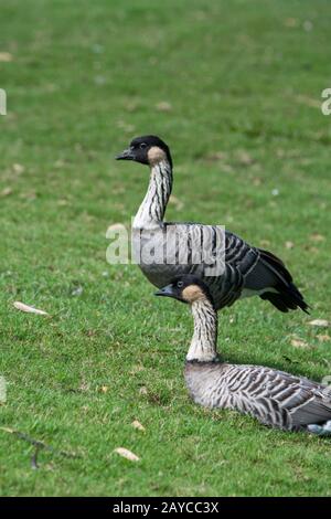 Nengänse (Branta sandvicensis) (bedrohte Art), auch als hawaiianische Gans bekannt, ist eine Gänseart, die auf den hawaiianischen Inseln, hier auf Th, endemisch ist Stockfoto