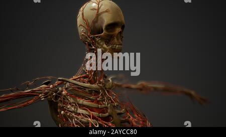 Menschliche Körper Blutgefäß Anatomie Stockfoto