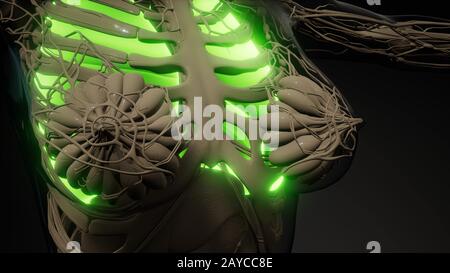 Die menschliche Lunge Radiologie Prüfung Stockfoto