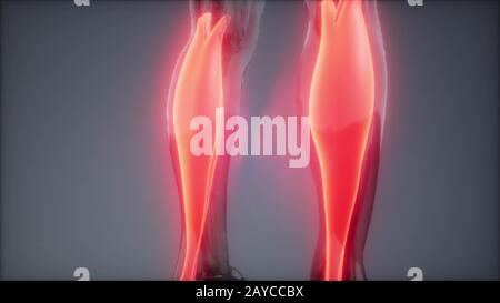 Gastrocnemius - Sichtbare Muskel Anatomie Karte Stockfoto